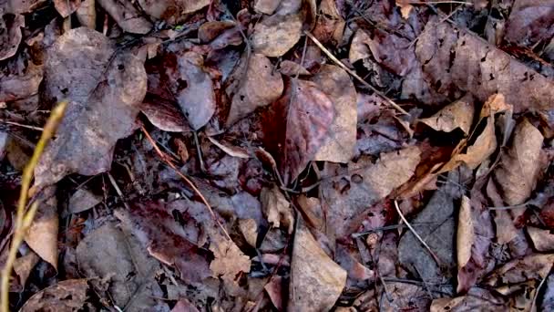 Πάτωμα Του Δάσους Ένα Ξύλινο Σπίτι Πόδια Υψηλής Ποιότητας Πλάνα — Αρχείο Βίντεο