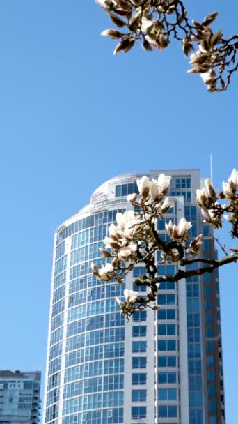 Cseresznyevirág Teljes Virágzásban Városban Virágzó Sakura Cseresznyevirág Felhőkarcoló Épület Háttérben — Stock videók