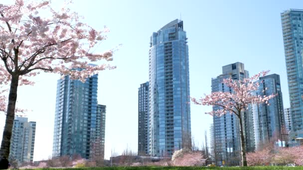 Lkbaharda Vancouver Kanada Gökdelen Binasının Arka Planında Çiçek Açan Kiraz — Stok video