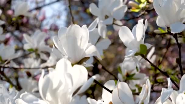 Magnolienblüten Gegen Schönen Blauen Himmel Hochwertiges Filmmaterial — Stockvideo