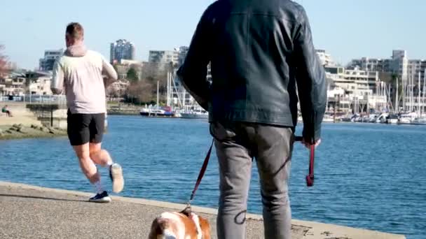 Paseo Con Perros Parque Animales Vida Correr Comunicar Perros Llegar — Vídeo de stock