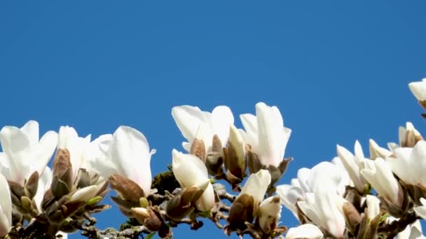 Magnolia Blommor Mot Vacker Blå Himmel Hög Kvalitet Bilder — Stockvideo