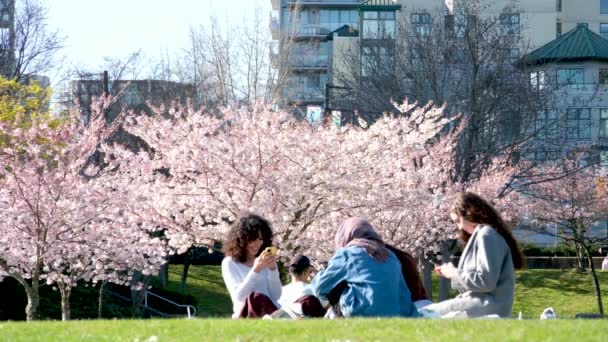 Beautiful Video Four Girlfriends Sit Picnic Cherry Blossoms Vancouver Girls — Stock Video
