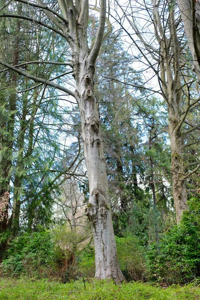 Stanley Park Våren Träd Utan Blad Källvatten Grönska Himmel Stenar — Stockfoto