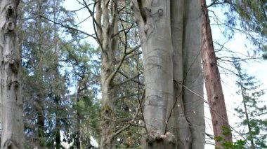 Stanley park baharı yapraksız bahar ağaçları yeşil gökyüzü çıplak dallar çiçek açan güzellik için bekliyor temiz hava yürüyüşü hafta sonu doğa parkı Vancouver Canada 2023