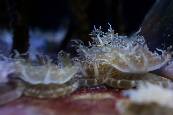 倒置的水母带着触手在水族箱里游泳 温哥华水族馆 不列颠哥伦比亚 加拿大高质量的4K镜头 — 图库照片