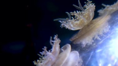Akvaryum tankında dokunaçlarıyla yüzen baş aşağı duran denizanaları. Vancouver Akvaryumu, BC, Kanada Yüksek kalite 4K görüntü