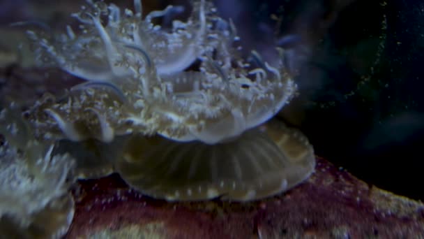 Medúzy Ležící Písčitém Mořském Dně Vzhůru Nohama Medúzy Cassiopea Andromeda — Stock video