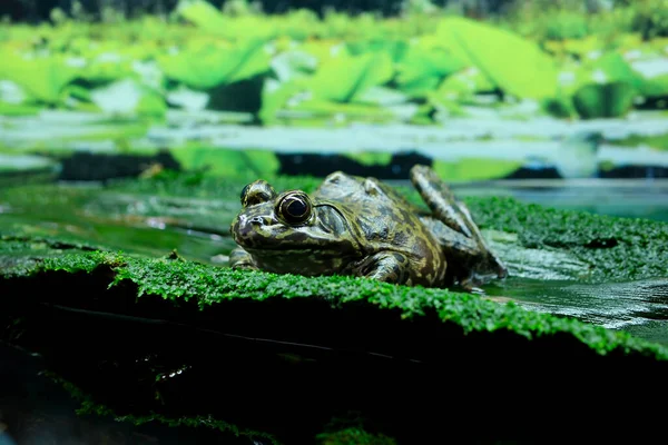 非洲牛蛙在博茨瓦纳卡拉哈里中部水面上的交配 穿上衣服温哥华水族馆加拿大不列颠哥伦比亚省高质量4K镜头 — 图库照片