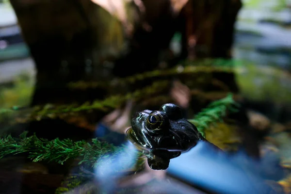 African Bullfrog Mating On Water frog in aquarium transparent water algae stones sitting frozen bulging eyes huge waterfowl disgust background nature natural life aquarium vancouver british columbia