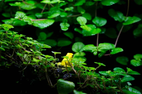 golden poison frog phyllobates terribills Golden poison frog in their natural habitat Vancouver Aquarium, BC, Canada