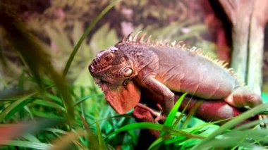 İguana familyasından büyük ağaç kertenkelesi cinsi Vancouver Akvaryumu, BC Kanada