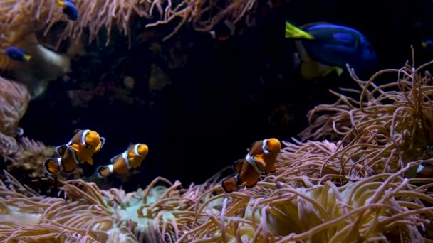 Риба Плаває Дні Прекрасним Фоном Заспокійлива Музика Спадає Стає Більш — стокове відео