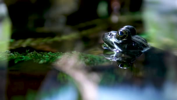 Afrika Bullfrog Mating Water Surface Kalahari Tengah Botswana Penutup Vancouver — Stok Video