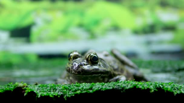 アフリカのブルフロッグは 水族館で水カエルに出会います透明な水藻類の石は 凍った膨らんだ目に座っています巨大な水鳥の嫌悪背景自然生活水族館バンクーバー英国のコロンビア — ストック動画
