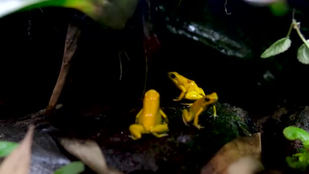 Золотая Ядовитая Лягушка Филлобат Ужасна Золотая Ядовитая Лягушка Естественной Среде — стоковое видео