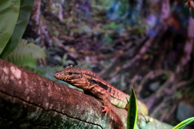 Varanus exanthematicus Savannah gözlemci kertenkeleleri nispeten kısa uzuvlar ve ayak parmakları ve sert kabuklu av Vancouver Akvaryumu, BC, Kanada