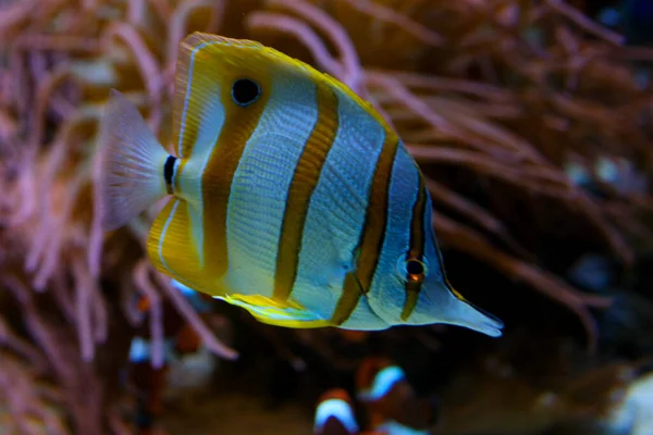 从红海中从埃及偷来的带蝴蝶鱼 加拿大不列颠哥伦比亚省温哥华水族馆高质量照片 — 图库照片