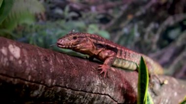 Varanus exanthematicus Savannah gözlemci kertenkeleleri nispeten kısa uzuvlar ve ayak parmakları ve sert kabuklu av Vancouver Akvaryumu, BC, Kanada