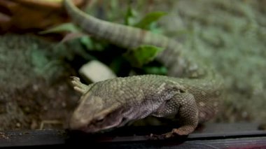 Varanus exanthematicus Savannah gözlemci kertenkeleleri nispeten kısa uzuvlar ve ayak parmakları ve sert kabuklu av Vancouver Akvaryumu, BC, Kanada