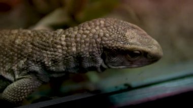 Varanus exanthematicus Savannah gözlemci kertenkeleleri nispeten kısa uzuvlar ve ayak parmakları ve sert kabuklu av Vancouver Akvaryumu, BC, Kanada