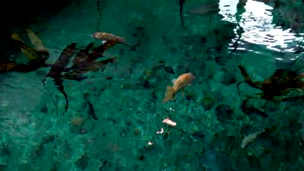 Vancouver Aquarium Canada Tropische Vissen Bij Koraalrif Met Blauw Oceaanwater — Stockvideo