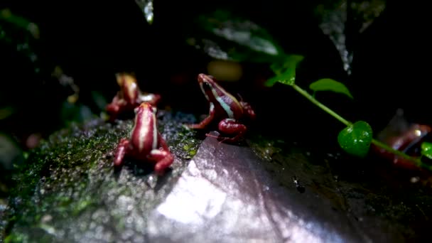 Phantasmal Poison Frog Phantasmal Poison Arrow Frog Epipedobates Tricolor Endemic — Stockvideo