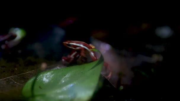 Фантазматическая Ядовитая Лягушка Призрачная Ядовитая Лягушка Эпипедобат Триколор Эндемичный Эквадора — стоковое видео