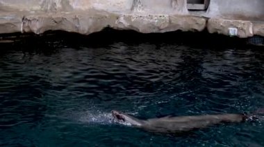 Kuzey kürklü fok fokları Arctocephalus pusillus Cape Fur Seal, Güney Afrika Kürk Foku Vancouver Akvaryumu, BC, Kanada