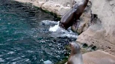 Kuzey kürklü fok kulaklı genç bir deniz foku Vancouver Akvaryumu, BC, Kanada 'da bir kayanın üzerinde duruyor.