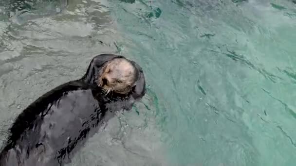 Sea Otter Bathes Washes Head Somersaults Water Washes His Tail — Stock Video