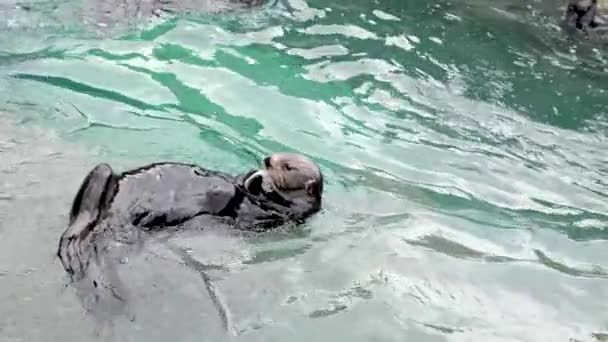 Sea Otter Enhydra Lutris Животные Едят Вкусное Лежащее Спине Океанариуме — стоковое видео