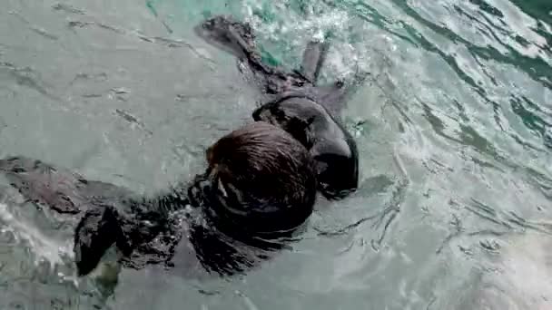 Sea Otter Een Dier Heeft Gevangen Voedsel Zwemmen Dichterbij Knuffelen — Stockvideo