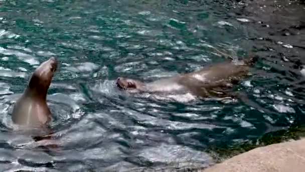加拿大温哥华水族馆的两只海豹在水族馆里互相亲吻着游动着 彼此触摸着对方的脸 朝着同一个方向游动着 — 图库视频影像