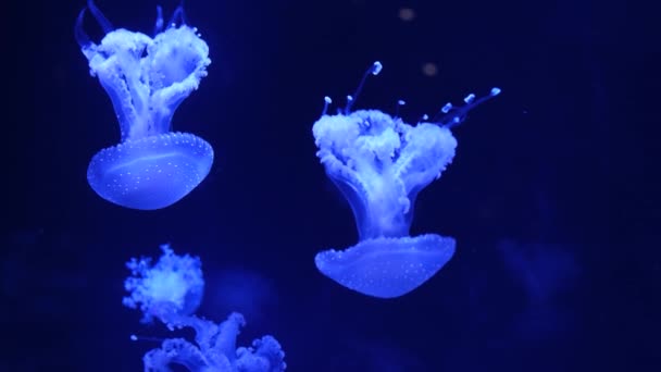 Slow Motion Lions Mane Jellyfish Cyanea Capillata Hair Jelly Amphipods — Stock Video