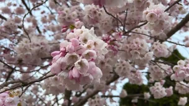 Гілка Дерева Літня Кліка Осіння Частина Природа Ліс Тло Квітка — стокове відео