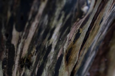 Kanada 'da doğanın farklı bölgelerinde Vancouver Surrey ıslak ağaç kabuğu dalları ilkbaharda çıplak ağaçlar farklı bitkiler farklı çalılar