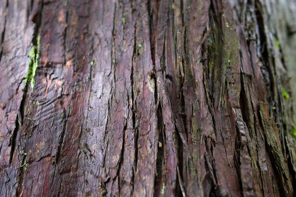 カナダの自然のさまざまな部分バンクーバーサリー湿った木の樹皮の葉枝早春裸の木最初の花異なる植物の茂み — ストック写真