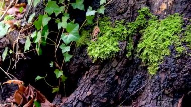 Kanada 'da doğanın farklı bölgelerinde Vancouver Surrey ıslak ağaç kabuğu dalları ilkbaharda çıplak ağaçlar farklı bitkiler farklı çalılar
