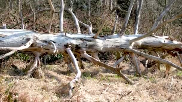 カナダの自然のさまざまな部分バンクーバーサリー湿った木の樹皮の葉枝早春裸の木最初の花異なる植物の茂み — ストック動画