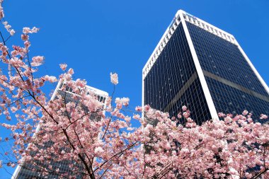 Burrard İstasyonu ağaçları baharda gökdelenler ve gökdelen istasyonu yakınlarında çiçek açar. Manolya gökdelenleri yakınında kiraz çiçekleri sakura beyaz ve gül çiçekleri şehir merkezindeki gerçek hayatı içine çeker. Kanada Vancouver 2023.