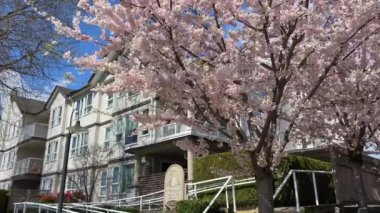 Vancouver Kanada 'da özel sektör Surrey 2023 Nisan kiraz çiçekleri özdeş evler şehir kamerasındaki çeyrek sokak çekimleri yavaşça geçiyor