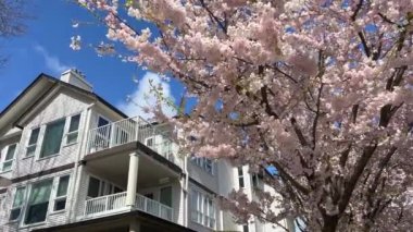 Vancouver Kanada 'da özel sektör Surrey 2023 Nisan kiraz çiçekleri özdeş evler şehir kamerasındaki çeyrek sokak çekimleri yavaşça geçiyor