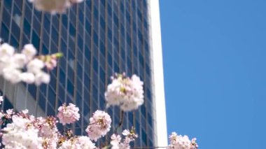 Burrard İstasyonu ağaçları baharda gökdelenler ve gökdelen istasyonu yakınlarında çiçek açar. Manolya gökdelenleri yakınında kiraz çiçekleri sakura beyaz ve gül çiçekleri şehir merkezindeki gerçek hayatı içine çeker. Kanada Vancouver 2023.
