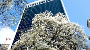 Burrard İstasyonu ağaçları baharda gökdelenler ve gökdelen istasyonu yakınlarında çiçek açar. Manolya gökdelenleri yakınında kiraz çiçekleri sakura beyaz ve gül çiçekleri şehir merkezindeki gerçek hayatı içine çeker. Kanada Vancouver 2023.