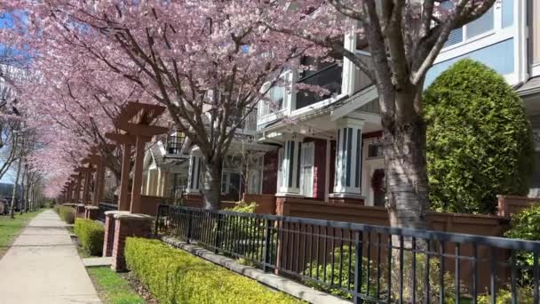Magánszektor Vancouver Kanada Surrey 2023 Április Cseresznyevirág Azonos Házak Negyed — Stock videók