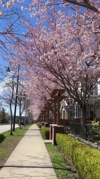 Vancouver Kanada Özel Sektör Surrey 2023 Nisan Kiraz Çiçekleri Özdeş — Stok video