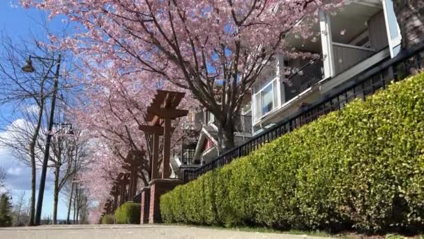 Privater Sektor Vancouver Kanada Surrey 2023 April Kirschblüten Identische Häuser — Stockvideo
