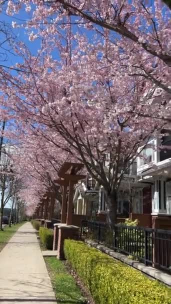 Ιδιωτικό Τομέα Στο Βανκούβερ Του Καναδά Surrey 2023 Απρίλιος Άνθη — Αρχείο Βίντεο
