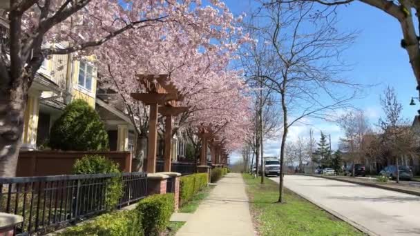 Privater Sektor Vancouver Kanada Surrey 2023 April Kirschblüten Identische Häuser — Stockvideo